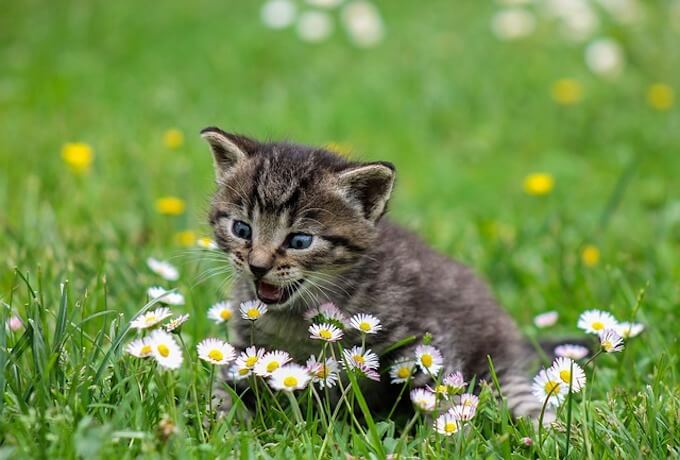 猫とお花