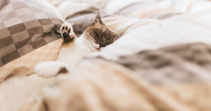 ベッドで眠っている猫