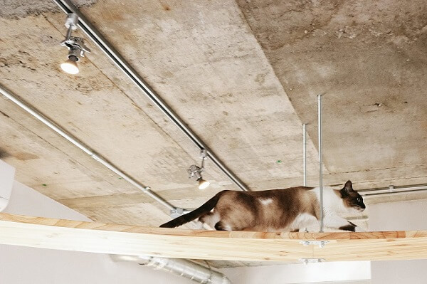 天井に知己猫