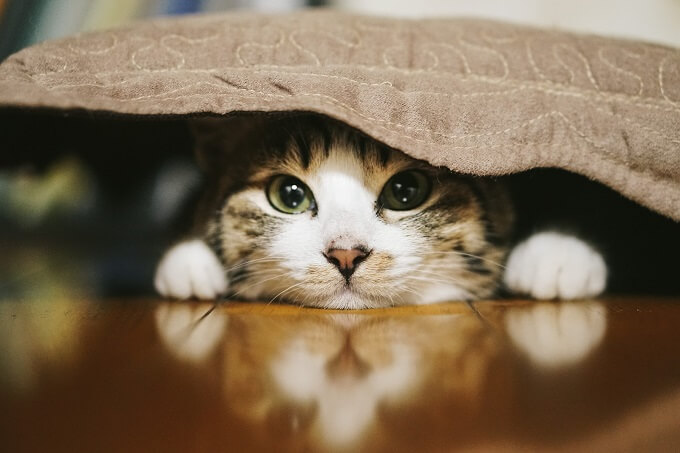 毛布を被っている猫