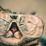 メガネをかけている猫