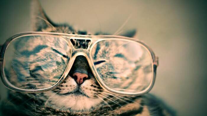 メガネをかけている猫