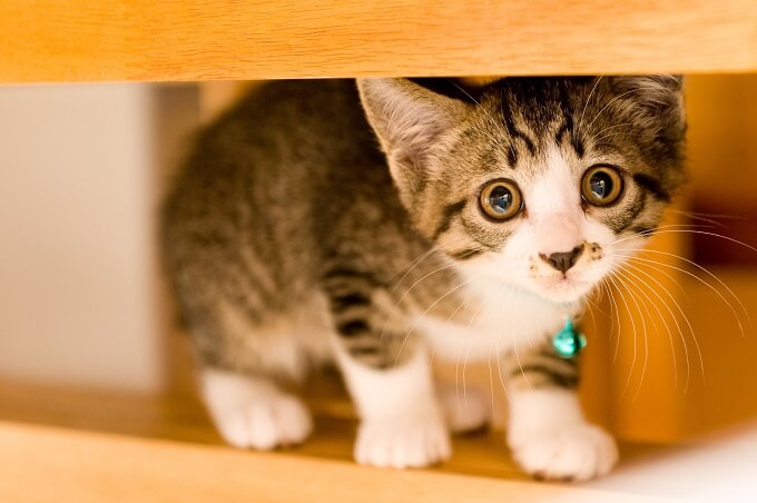 机の下の猫