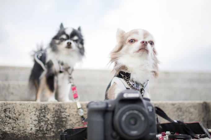 犬と猫とカメラ