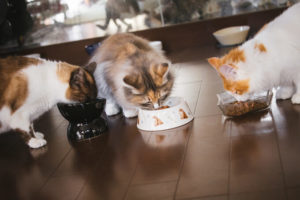 餌を食べている猫達