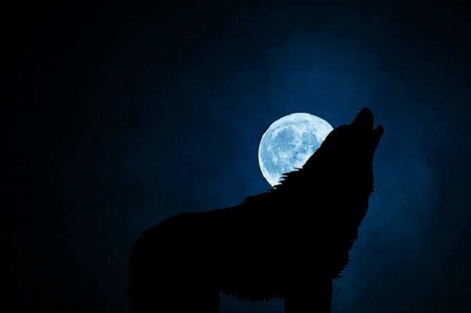 夜のオオカミ